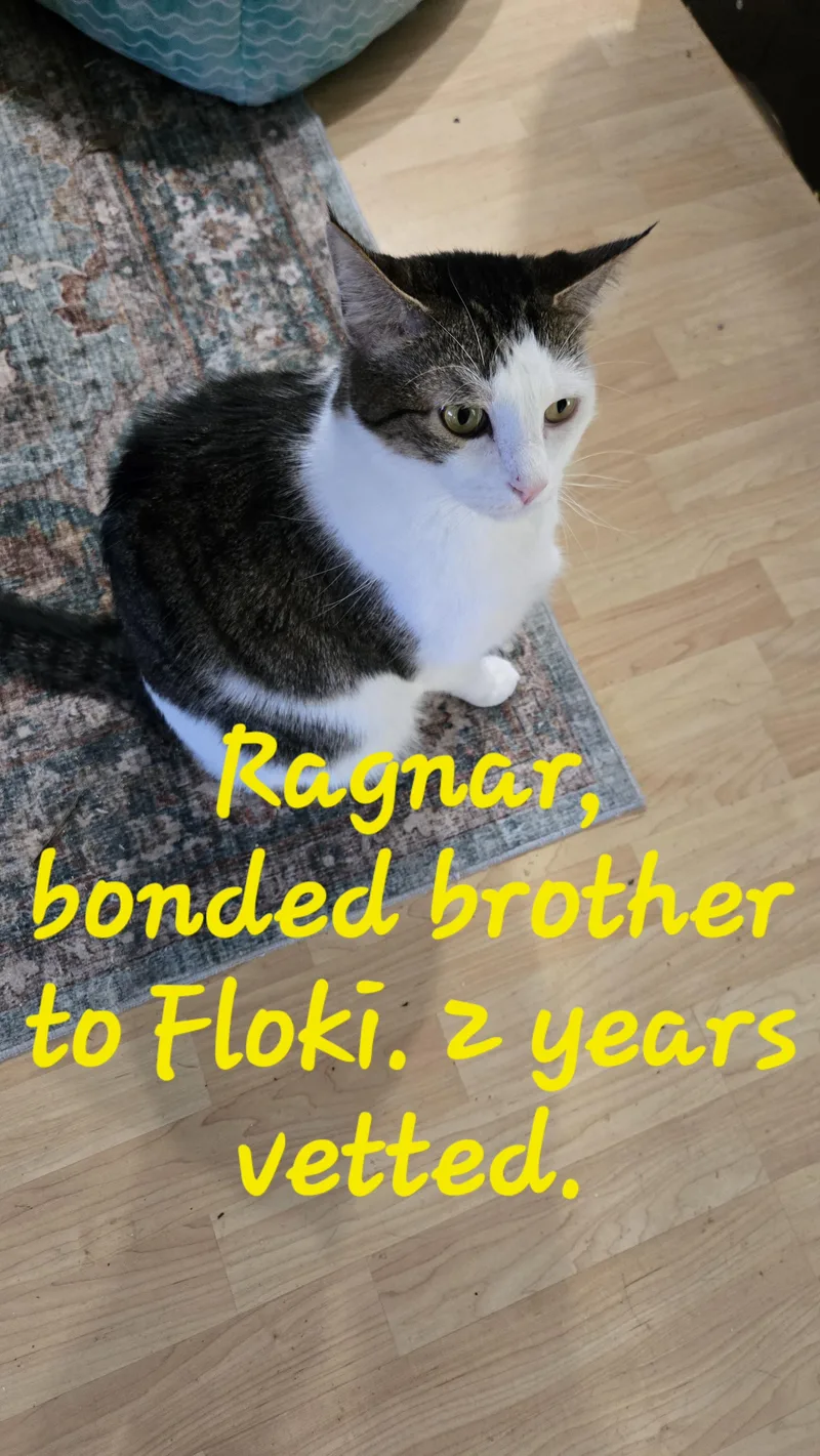 Floki & Ragnar thumbnail 3