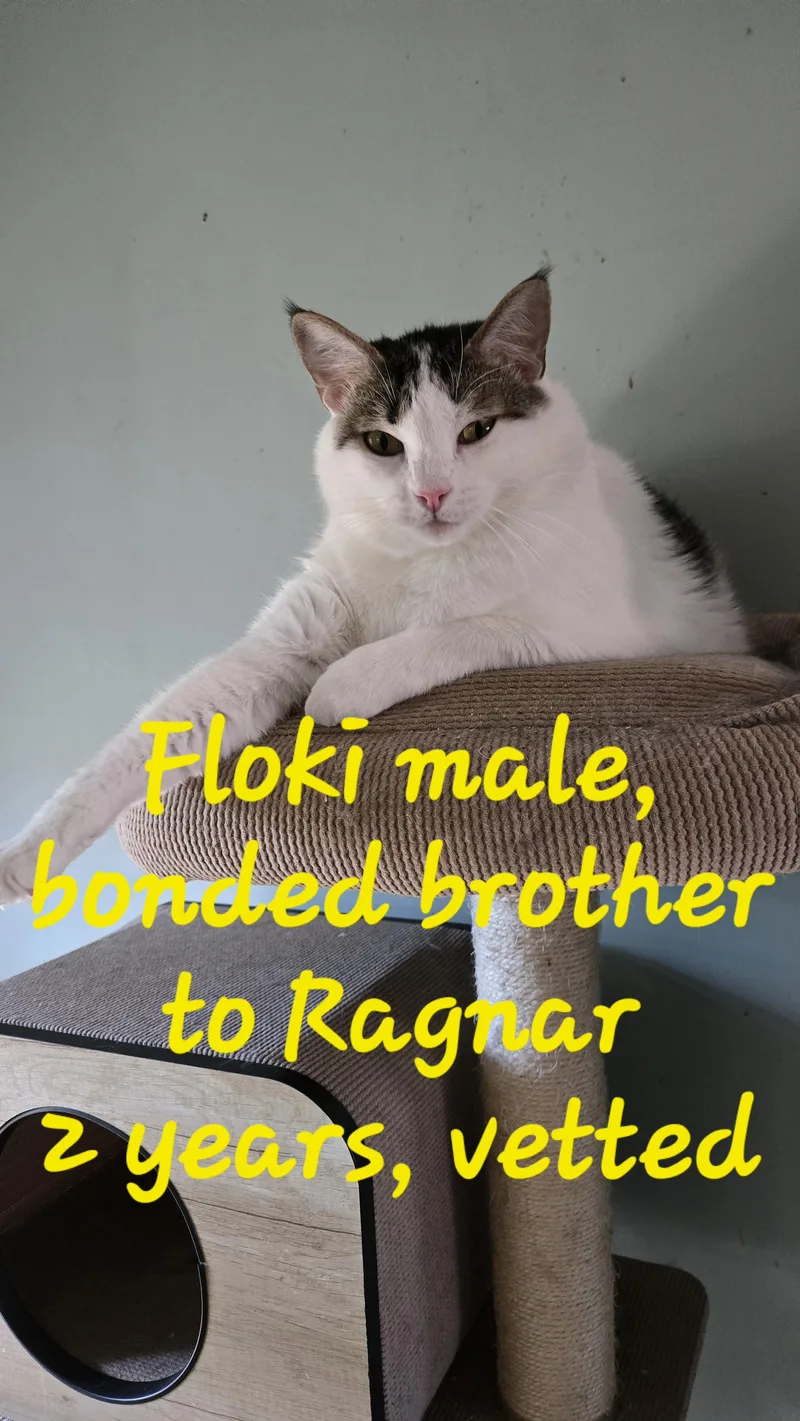Floki & Ragnar thumbnail 4