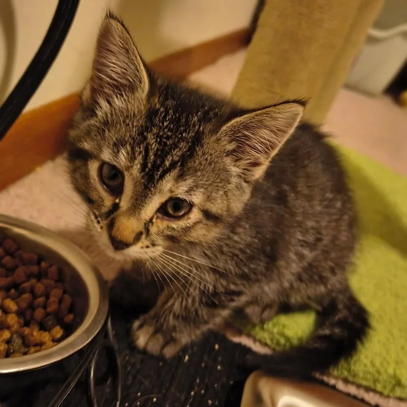 A baby small-sized female Brown / Chocolate Domestic Short Hair cat named Pip C for adoption in Princeton, MN