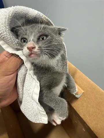 A baby small-sized male Domestic Medium Hair cat named A for adoption in San Martin, CA
