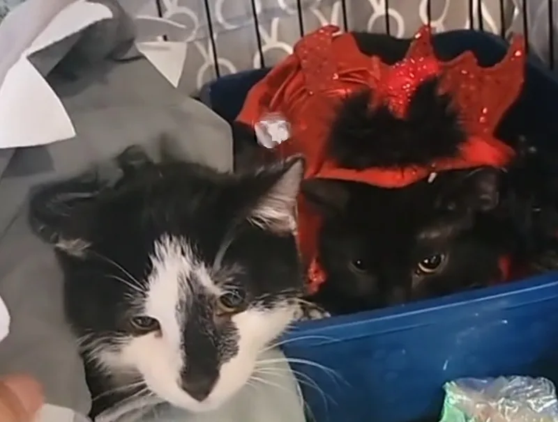 A young medium-sized male Domestic Short Hair cat named Aioli and Bijoul for adoption in West New York, NJ