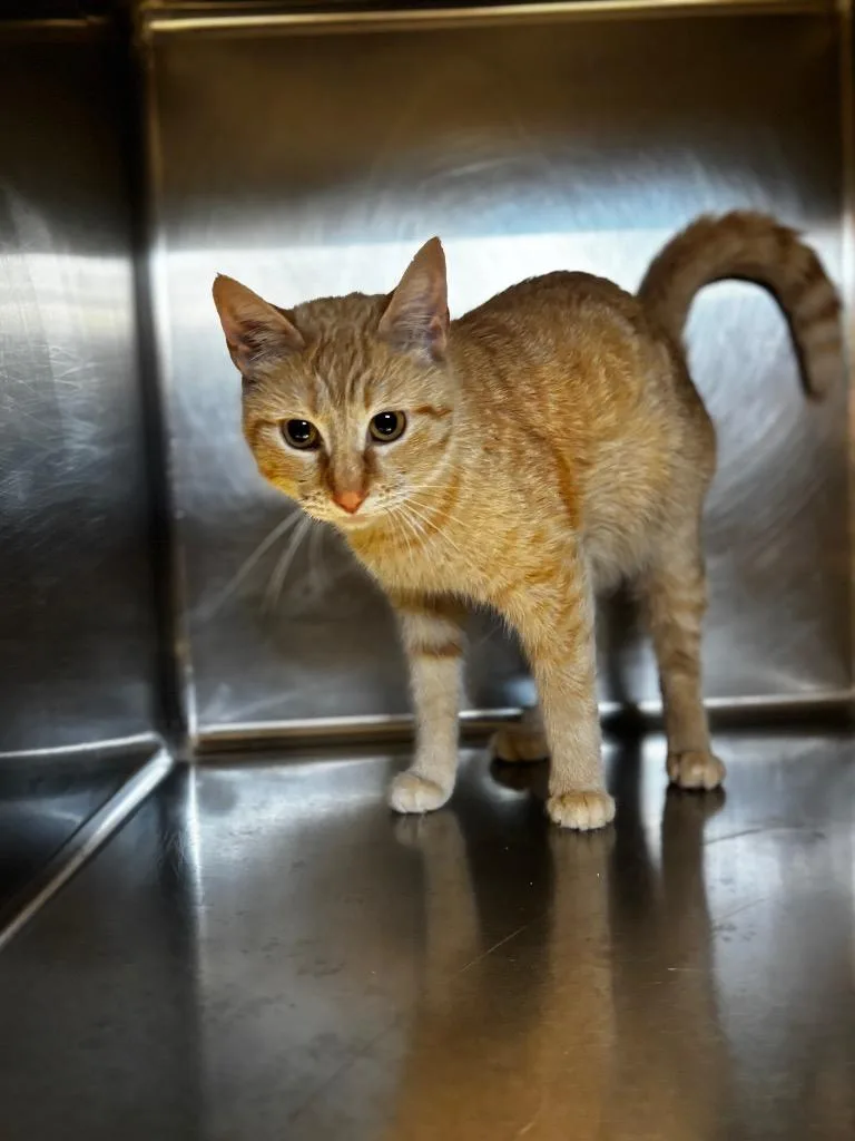 A young medium-sized female Domestic Short Hair cat named Hazel Grace for adoption in Lima, OH