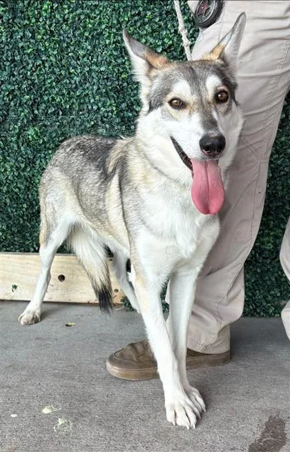 An adult large-sized female Gray / Blue / Silver Husky dog named Vega for adoption in El Paso, TX