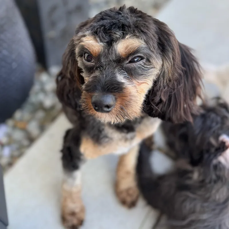 A young small-sized male Brown / Chocolate Yorkie Poo dog named Mr. Velcro Henry for adoption in Ridgefield, WA