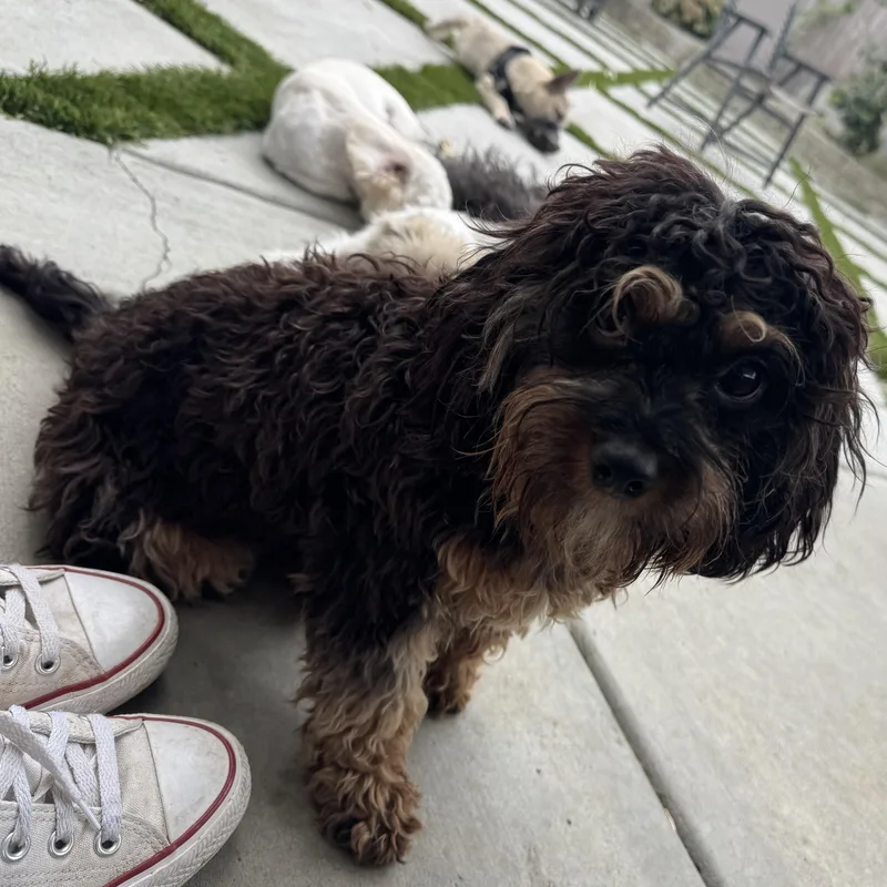 Mr. Velcro Henry thumbnail 2