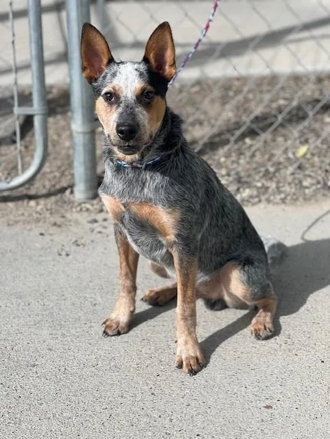 A young small-sized male Australian Cattle Dog / Blue Heeler dog named Sam for adoption in Elko, NV