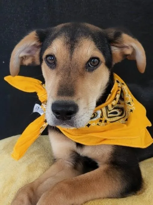 A baby medium-sized male Bicolor Shepherd dog named Woody for adoption in Leesburg, AL