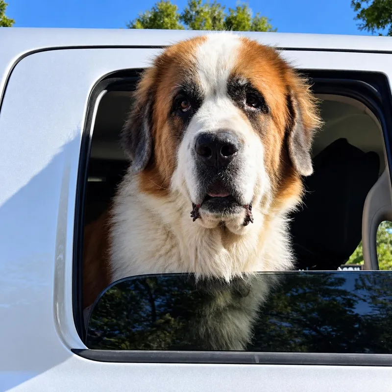 A senior extra large-sized male Saint Bernard dog named Diesel for adoption in Eustis, FL