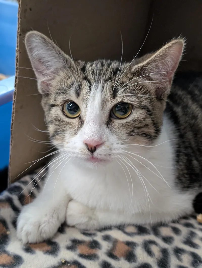 A young small-sized female Tabby (Gray / Blue / Silver) Domestic Short Hair cat named Evangaline for adoption in Tilton, IL