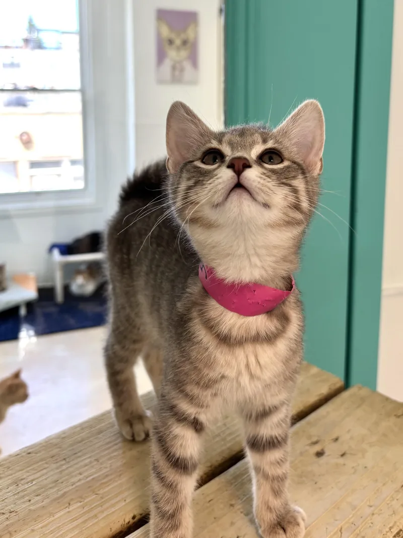 A baby medium-sized female Gray & White Domestic Short Hair cat named Corazon for adoption in Chicago, IL