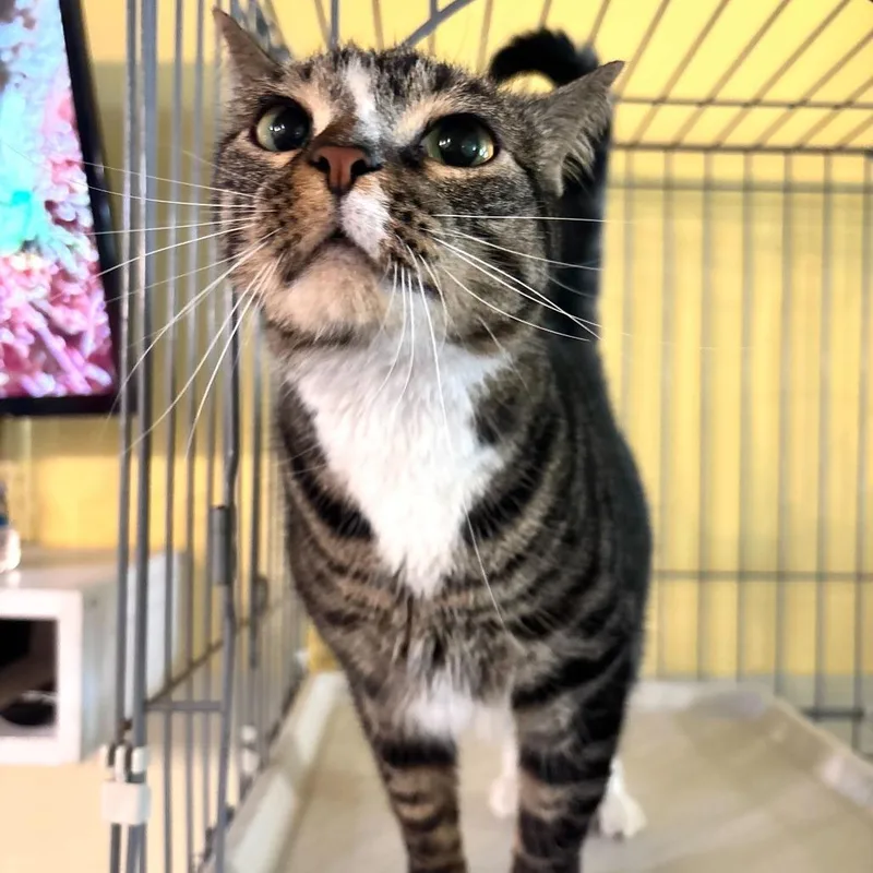 A young medium-sized female Gray / Blue / Silver Domestic Short Hair cat named Daisy for adoption in Carencro, LA