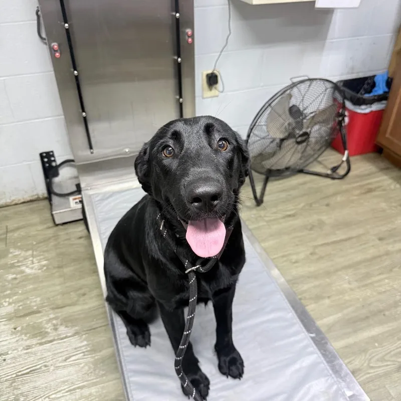 A young medium-sized female Black Mixed Breed dog named Sara for adoption in Summerville, SC