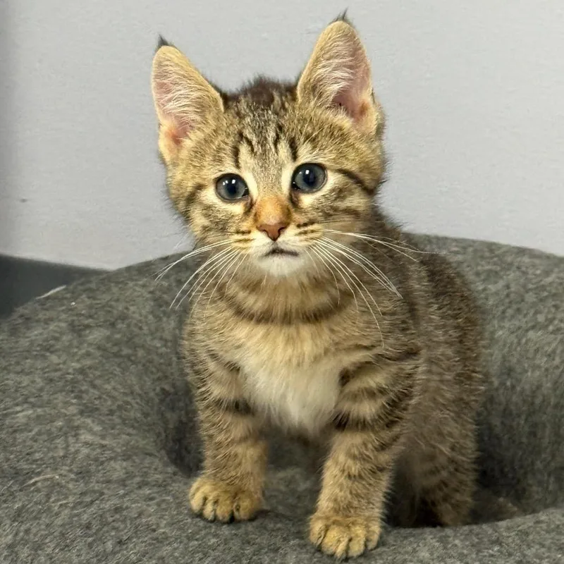 A baby small-sized male Brown / Chocolate Domestic Short Hair cat named Singer for adoption in Archbold , OH