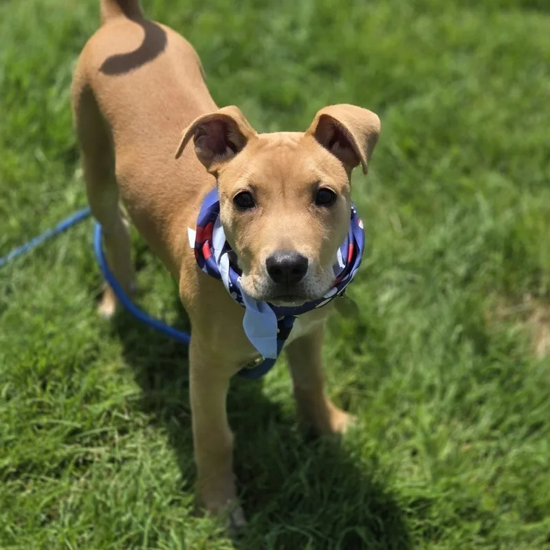 A baby medium-sized male Yellow / Tan / Blond / Fawn Mixed Breed dog named Barkley for adoption in Pittsford, VT