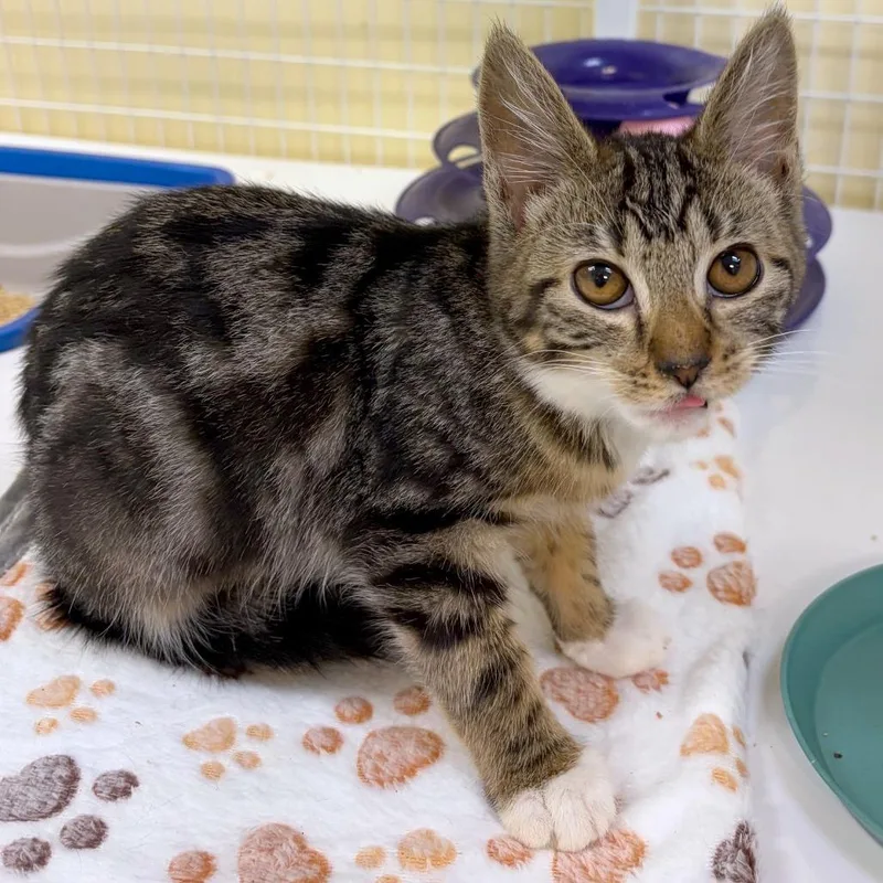A baby small-sized female Domestic Short Hair cat named Maiden for adoption in Woodinville, WA