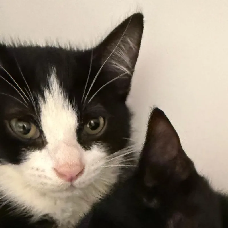 A baby small-sized male Domestic Short Hair cat named Ridge for adoption in Cumming, GA