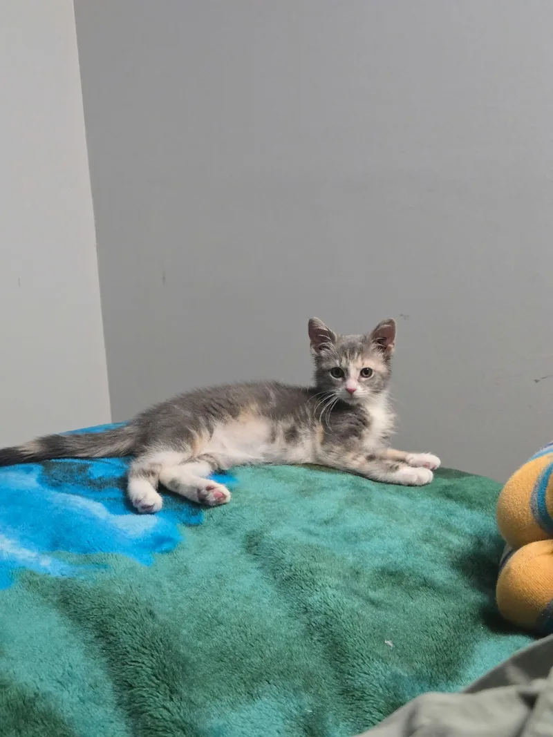 A baby medium-sized female Dilute Calico Domestic Short Hair cat named June for adoption in Edinburg, PA