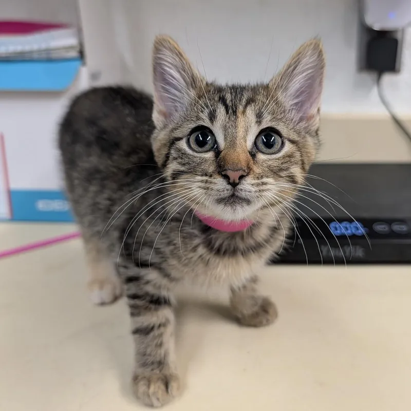 A baby small-sized female Black Domestic Short Hair cat named Tiara for adoption in Ardmore, OK