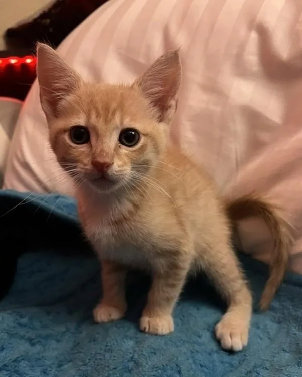 A baby small-sized male Domestic Short Hair cat named Haydn for adoption in Novato, CA