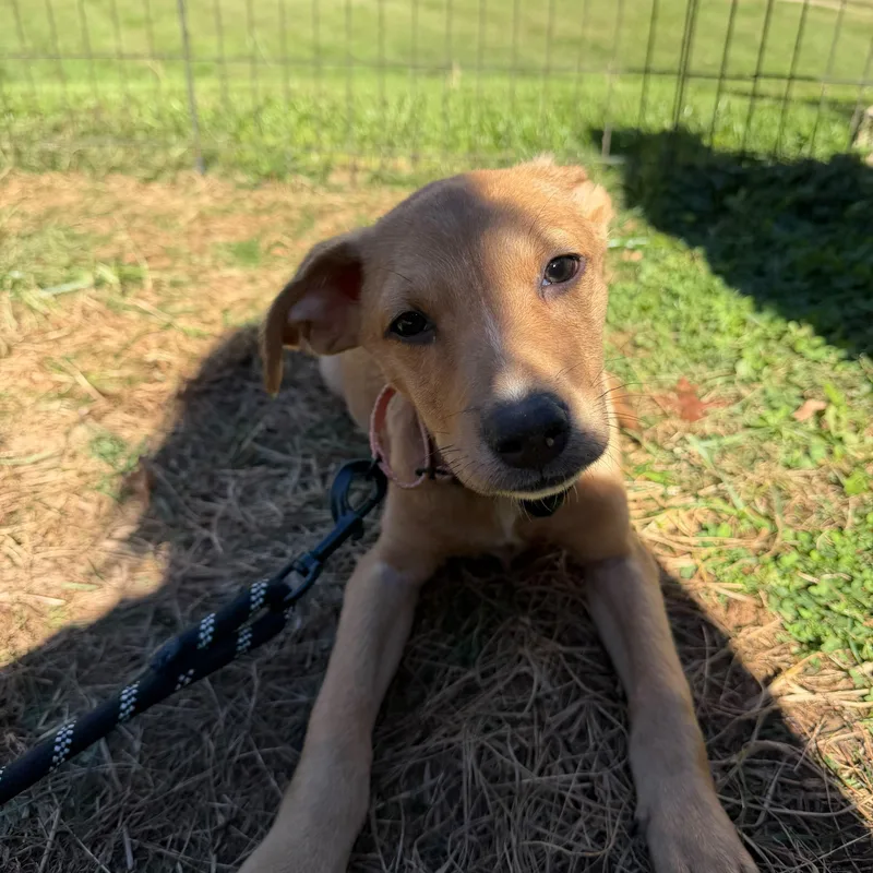 A baby medium-sized male Yellow / Tan / Blond / Fawn Labrador Retriever dog named Chucky for adoption in Baldwin, MD