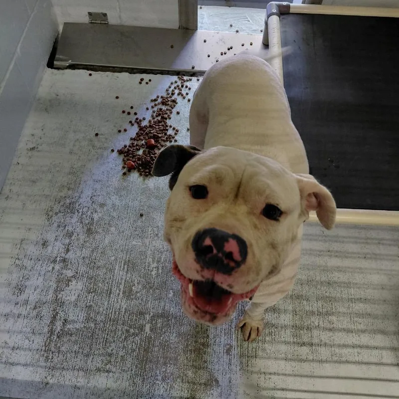 An adult large-sized female Pit Bull Terrier dog named Dior for adoption in Bastrop, TX