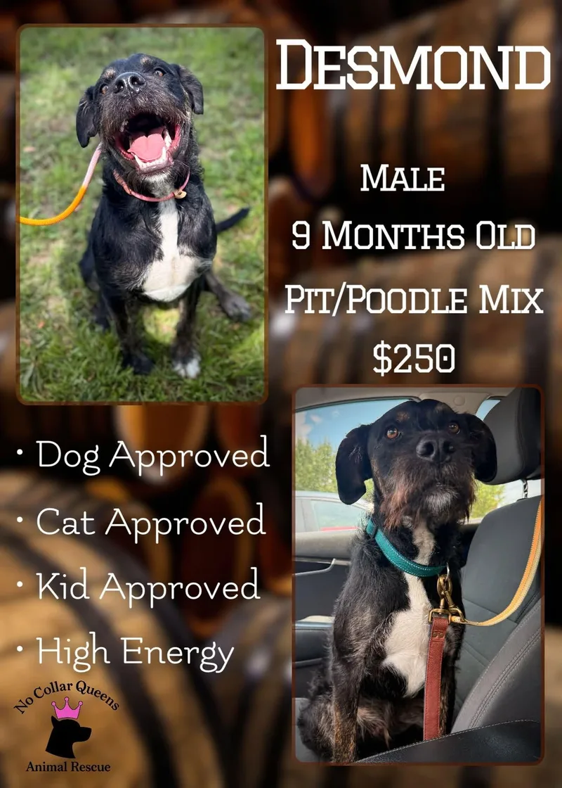 A young medium-sized male Standard Poodle dog named Desmond for adoption in Jacksonville, NC