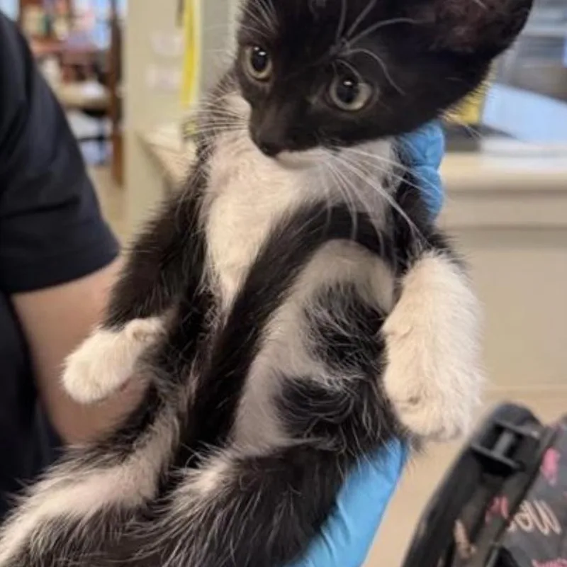A baby small-sized female Black Domestic Short Hair cat named Onyx for adoption in San Antonio, TX