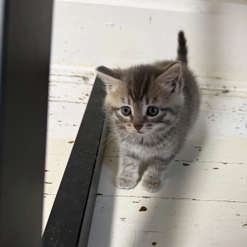 A baby small-sized female Gray / Blue / Silver Domestic Short Hair cat named 98 for adoption in Parkersburg, WV