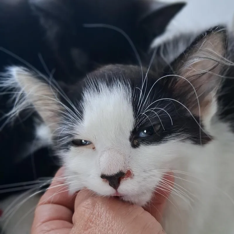 A baby small-sized female Black Domestic Long Hair cat named Oreo for adoption in Marion, IL