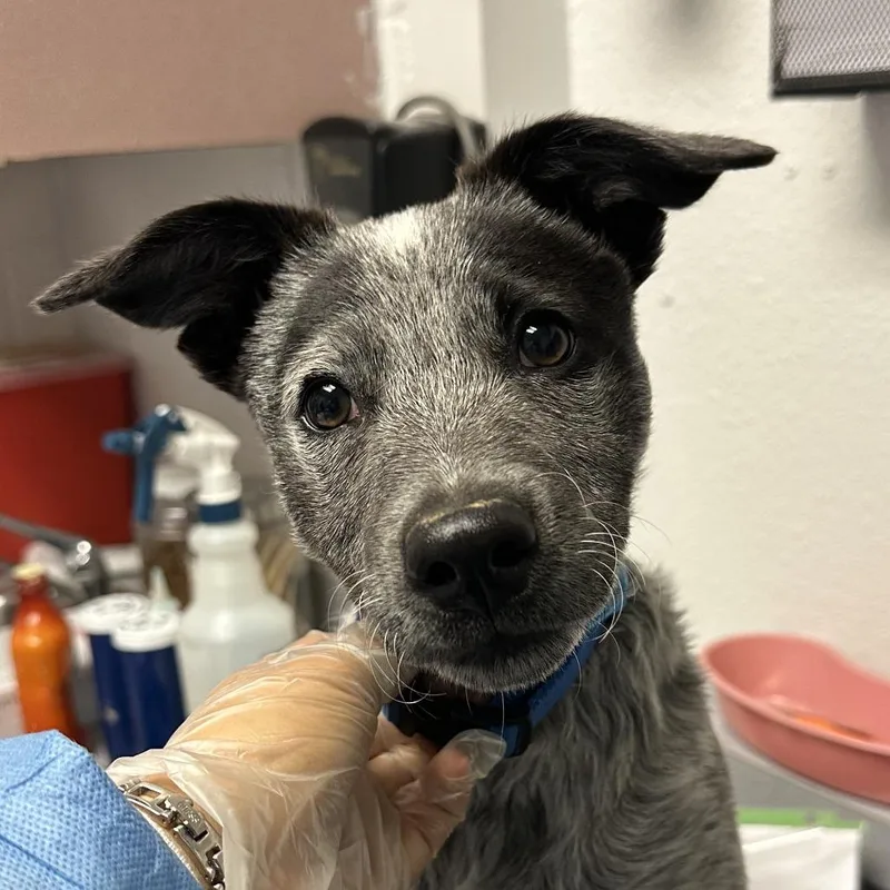 A baby medium-sized male Australian Cattle Dog / Blue Heeler dog named Gargoyle for adoption in Taos, NM