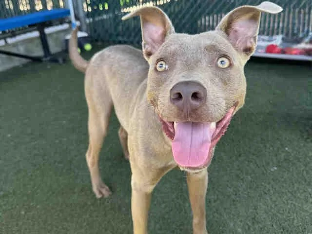 A young medium-sized male Pit Bull Terrier dog named Oakley for adoption in Bonita, CA