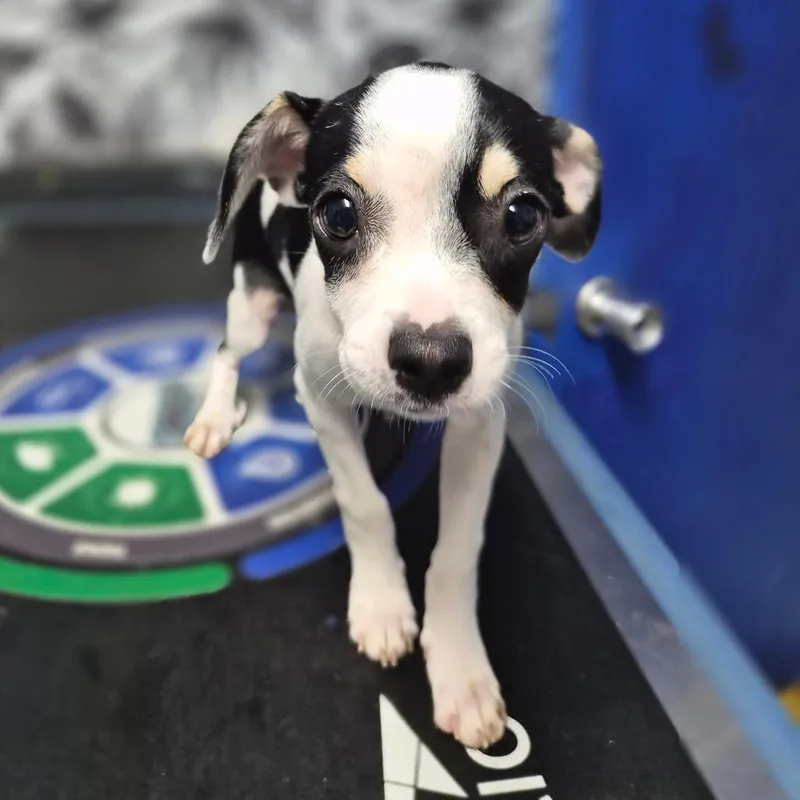 A baby small-sized female Black Mixed Breed dog named Indie for adoption in Wahiawa, HI
