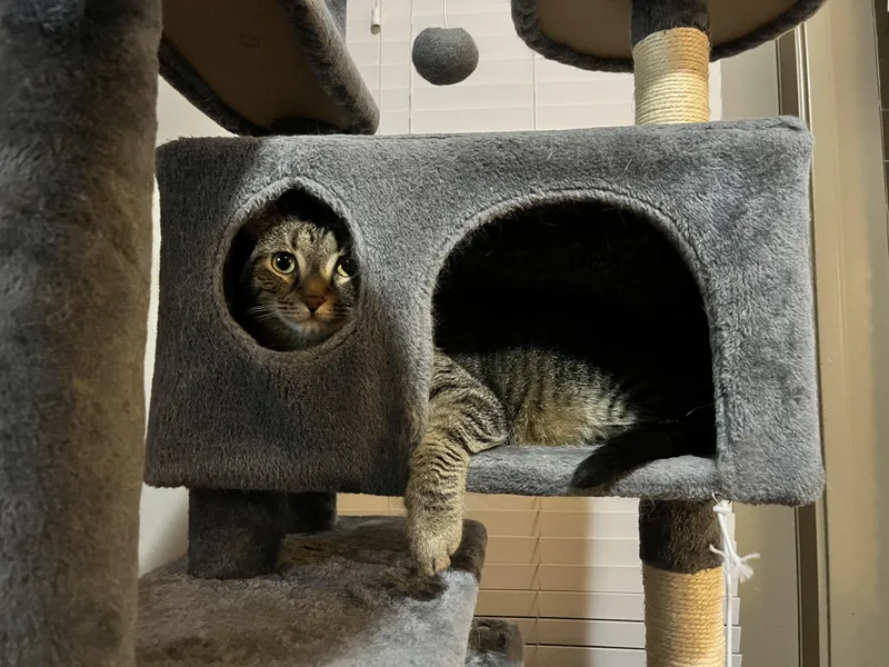 Tommy & Timmy thumbnail 3