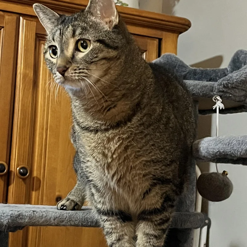 Tommy & Timmy thumbnail 4