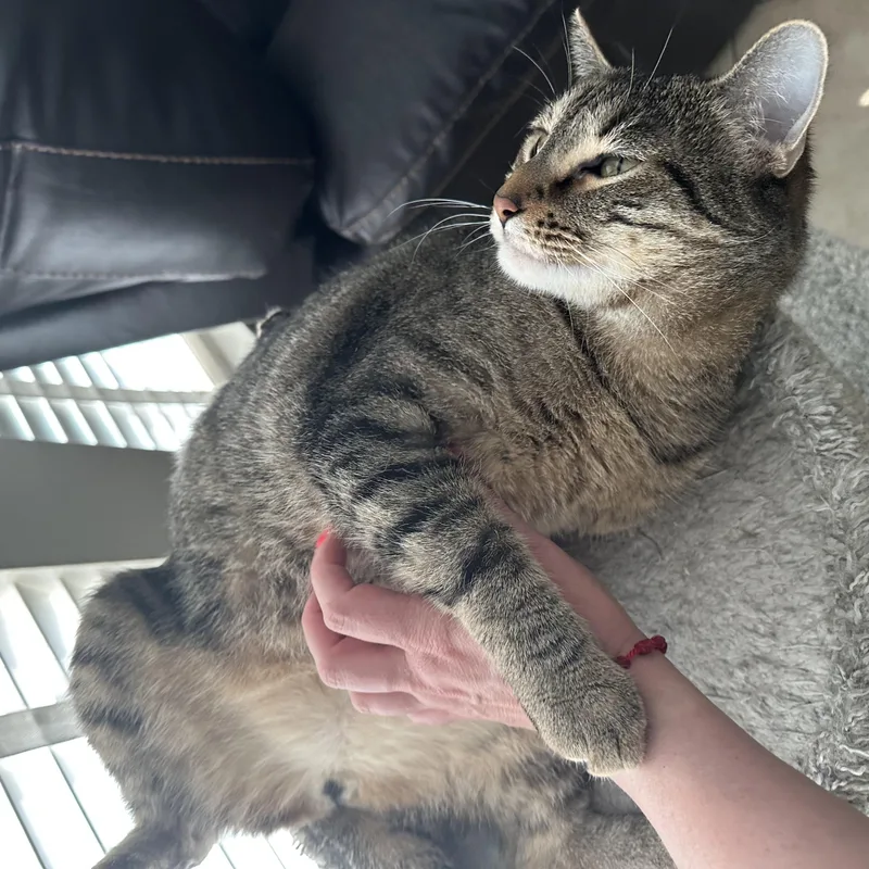 Tommy & Timmy thumbnail 5