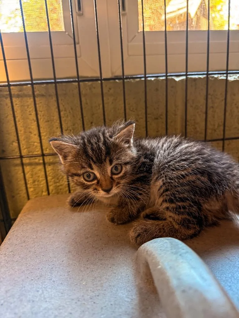 A baby small-sized male Domestic Short Hair cat named Nick for adoption in Burnsville, NC