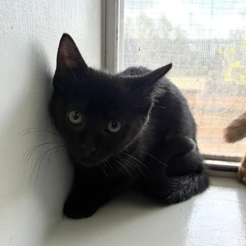 A baby small-sized female Black Domestic Short Hair cat named Leaf Footed Beetle for adoption in Carencro, LA