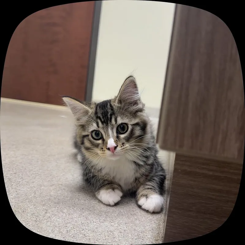 A baby medium-sized male Tabby (Brown / Chocolate) Domestic Long Hair cat named Kiwi for adoption in BOONE, NC