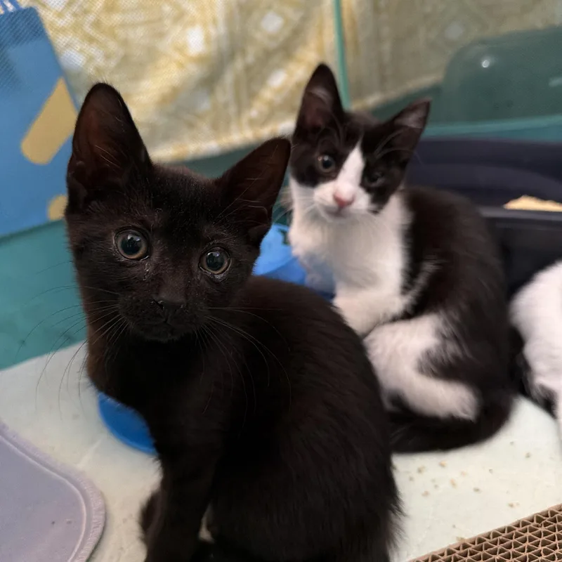 A baby medium-sized male Black Domestic Short Hair cat named Orzo & Onion for adoption in Philadelphia, PA