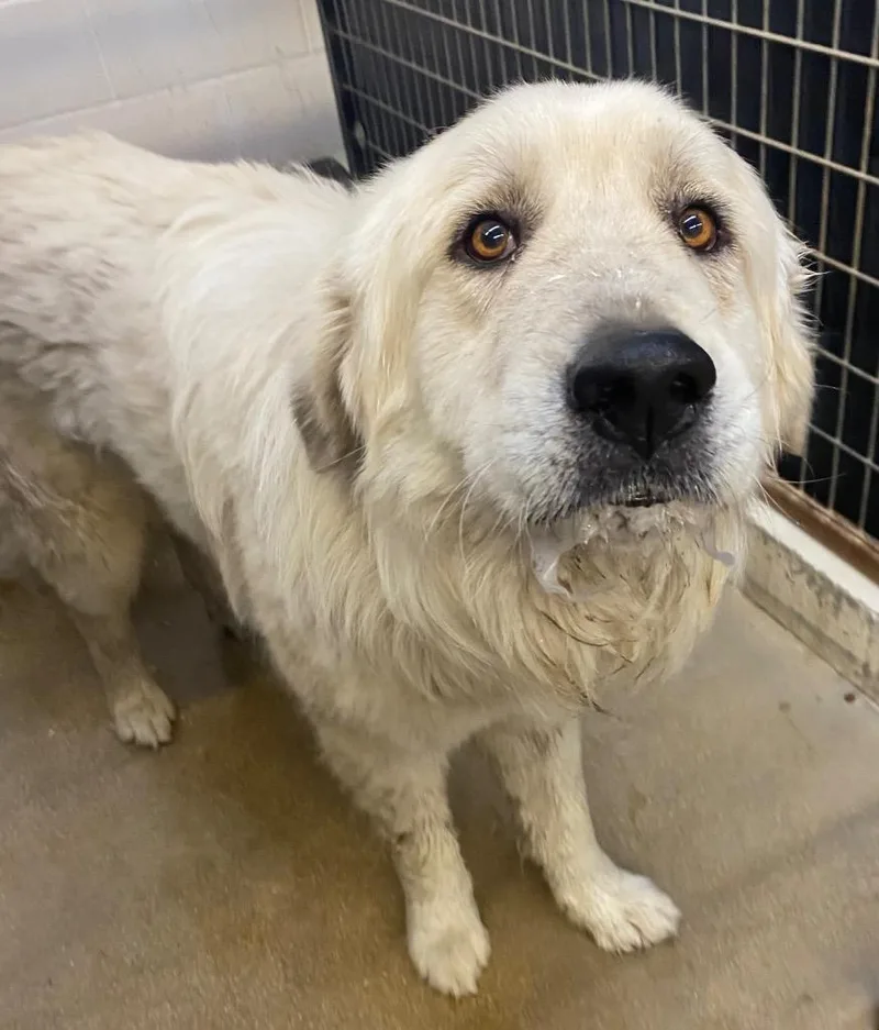 An adult large-sized male Great Pyrenees dog named Tiny for adoption in Lockhart, TX