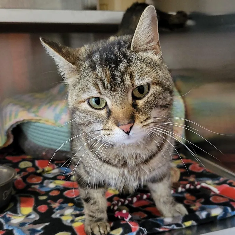 A young medium-sized female Brown / Chocolate Domestic Short Hair cat named Parsley for adoption in Nashville, IN