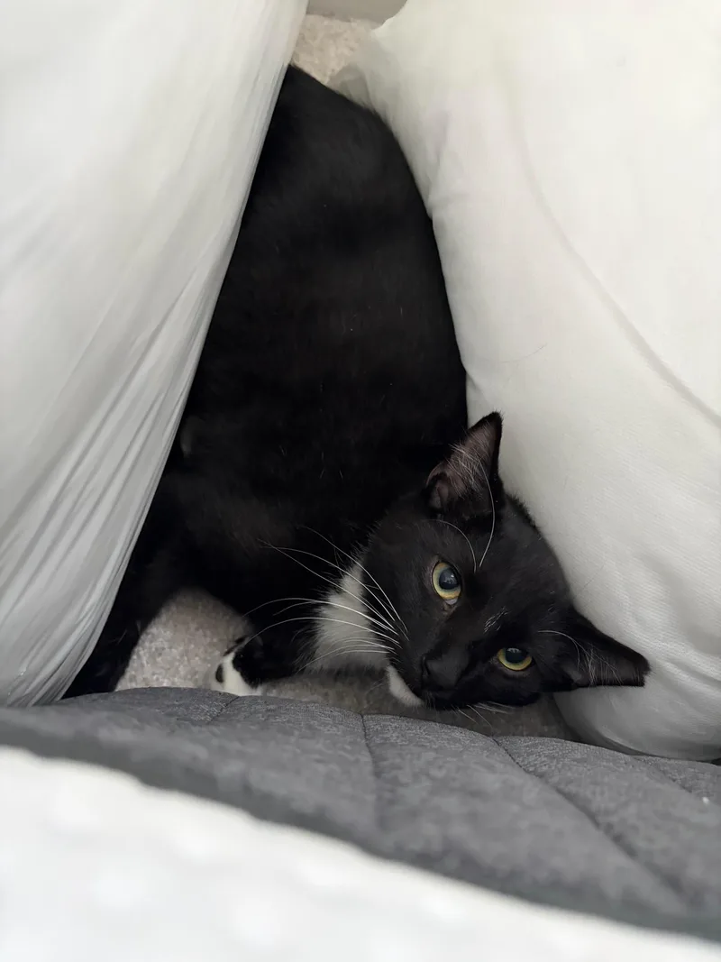 A young medium-sized male Black & White / Tuxedo Domestic Short Hair cat named Nugget for adoption in Duluth, GA