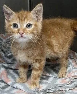 A baby small-sized male Orange & White Domestic Short Hair cat named CA General Cheeto for adoption in Glen Allen, VA