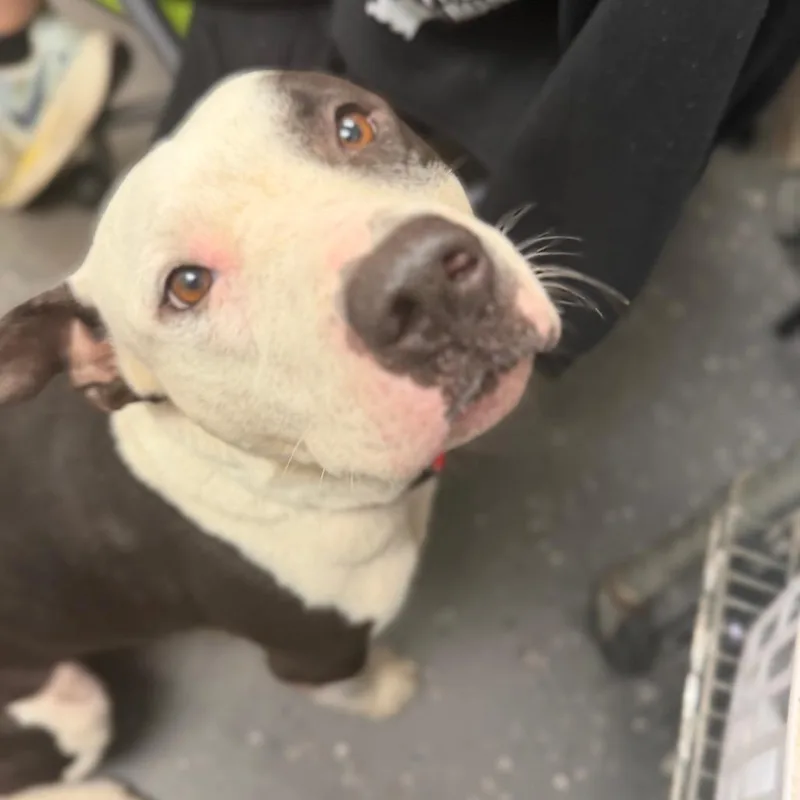 A young medium-sized male Black Mixed Breed dog named Issac for adoption in Columbiana, AL