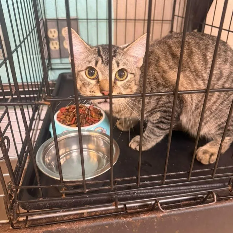 A young medium-sized male Domestic Short Hair cat named George for adoption in Gadsden, AL