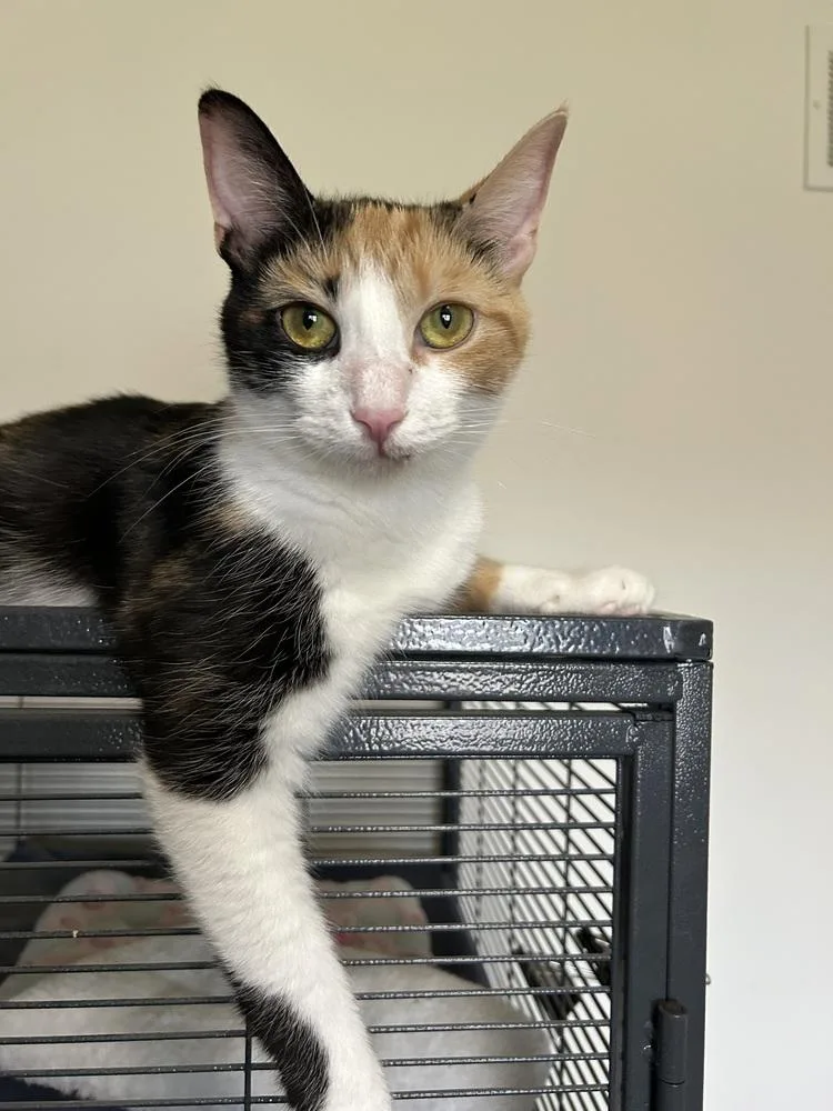 An adult medium-sized female Domestic Short Hair cat named Sandra D for adoption in Clinton Township, MI