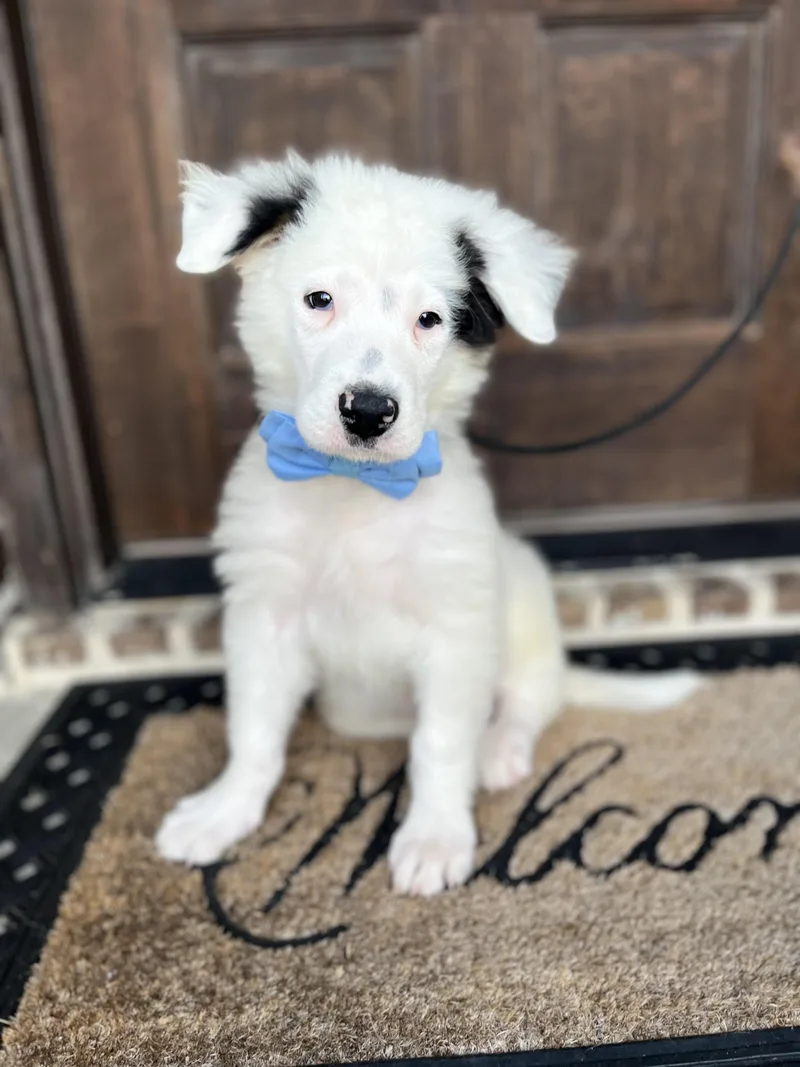 A baby medium-sized male Australian Shepherd dog named Elm for adoption in University Place, WA