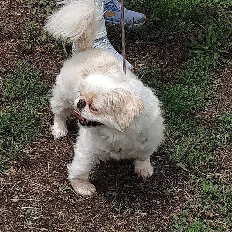 An adult small-sized female White / Cream Pekingese dog named Rosie for adoption in Maynardville, TN