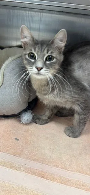 A young medium-sized female Domestic Short Hair cat named Felicia for adoption in Naples, FL