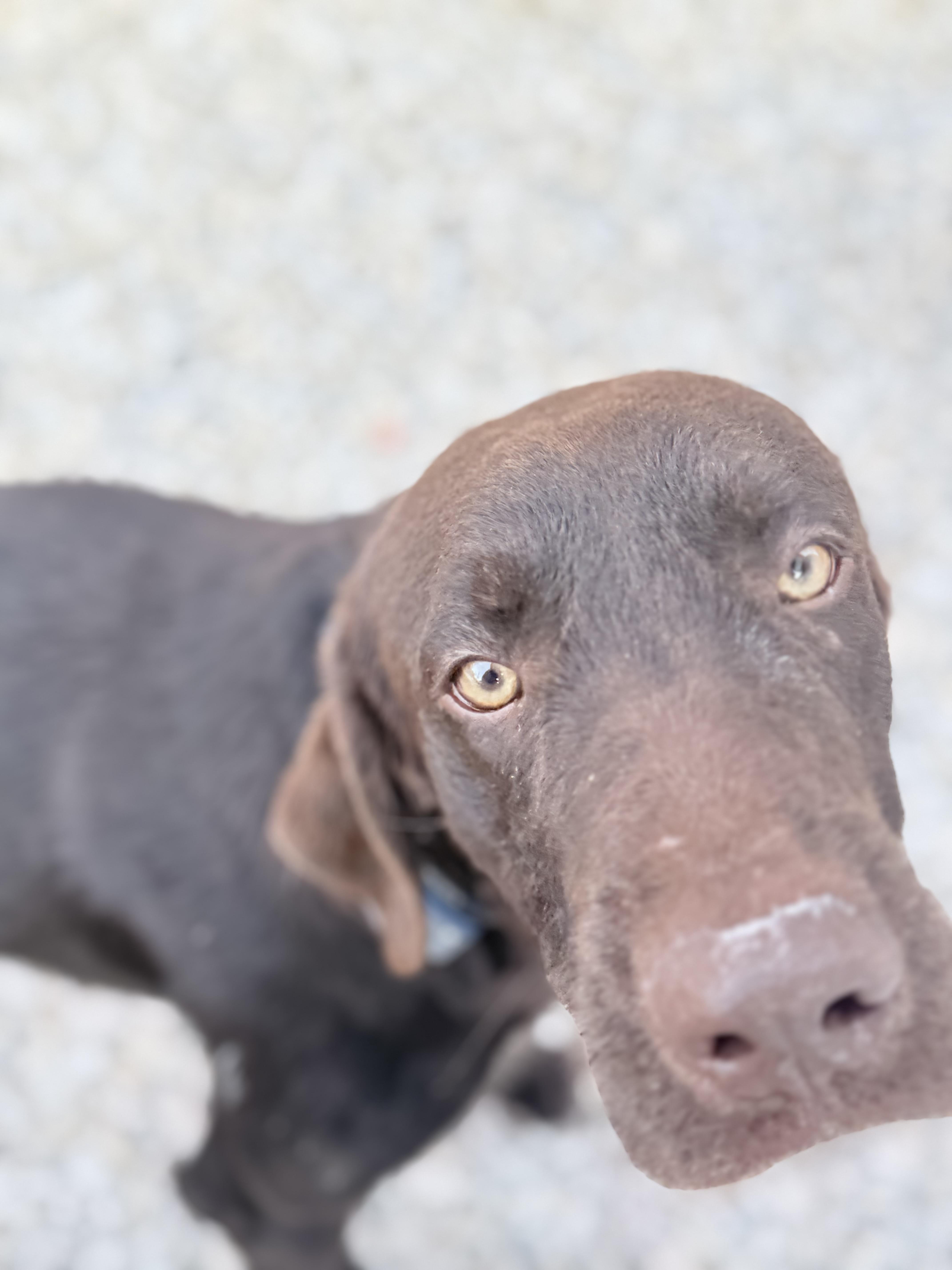 Laurenzo thumbnail 3